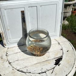 Nice 1 Gallon Glass Fish/Beta Fish Bowl
