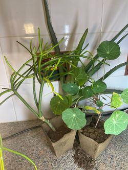 Plants