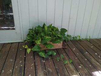 Plant for free