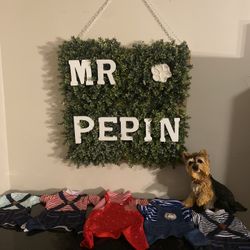 🐶 MR : PEPIN BOUTIQUE HERMOSA ROPA PARA PERROS
