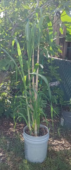 Sugarcane in a bucket
