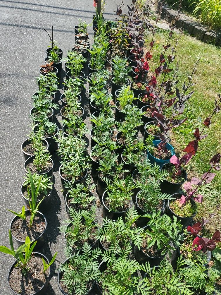 Marigold Plant Each $5