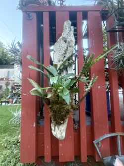 Staghorn Fern And Bromeliad Combo