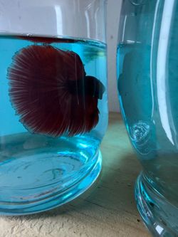 Peliadores , bettas