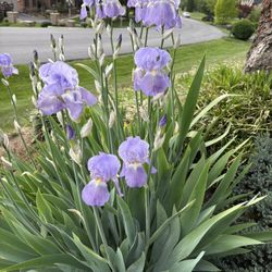 Landscape plants - prices vary