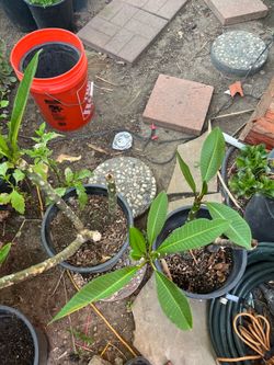 plumeria plants