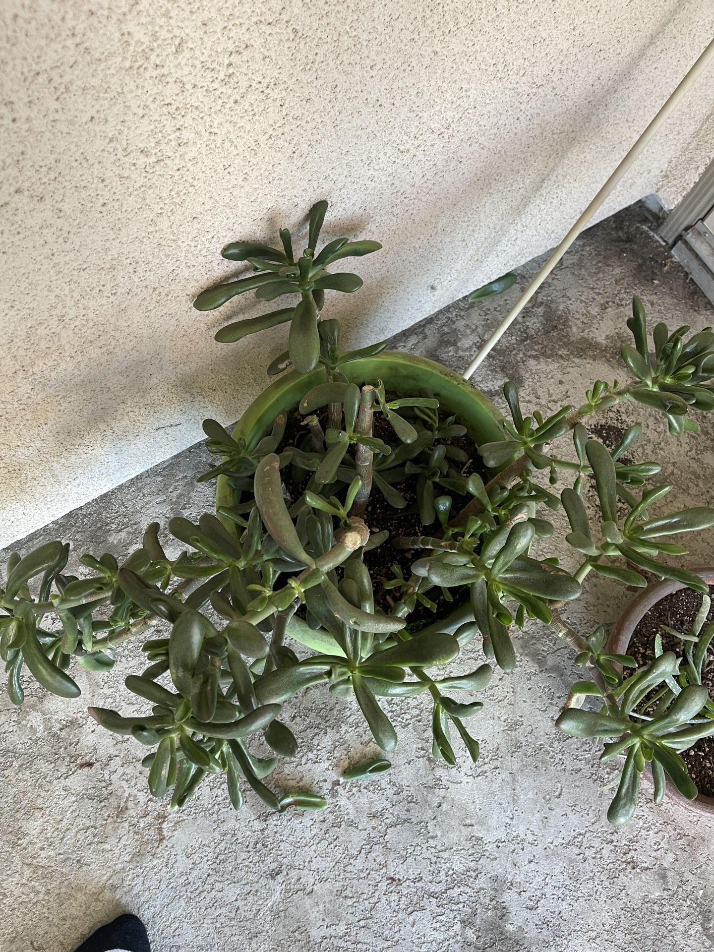 Jade Plant (Crassula ovata)