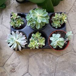 Succulents, All 6 For $18