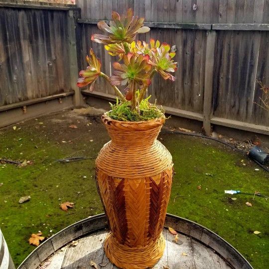Red Aeonium Flower Tree And Wicker vase