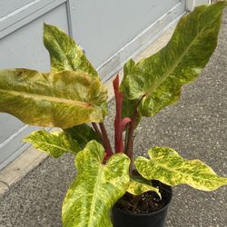 Rare Variegated Philodendron 'Orange Marmalade':