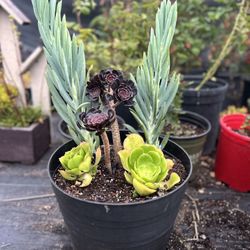 Succulents Arrangement 