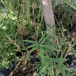 Bamboo Plant 30$ Pot