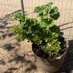 Succulent & Pelargonium Mix 