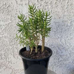 1.5 Gallon Pot Succulent Plant - Crassula Tetragona - Karkai Mini Pine Tree - Rooted & Established - Drought resistant - 🪴