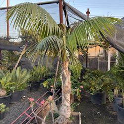Kentia Palm