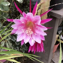 Blooming Time For This Beauty