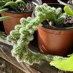 Cactus And Succulents 4”pot