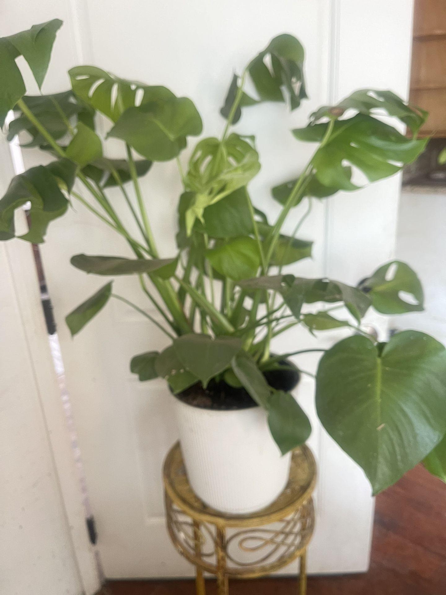 Monstera Plant