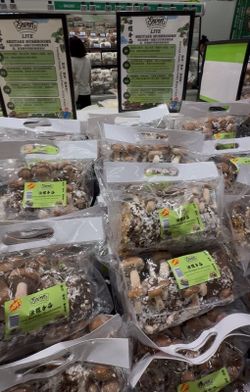 Premium Mushroom Grow Blocks 🍄 – Ready-to-Grow Varieties