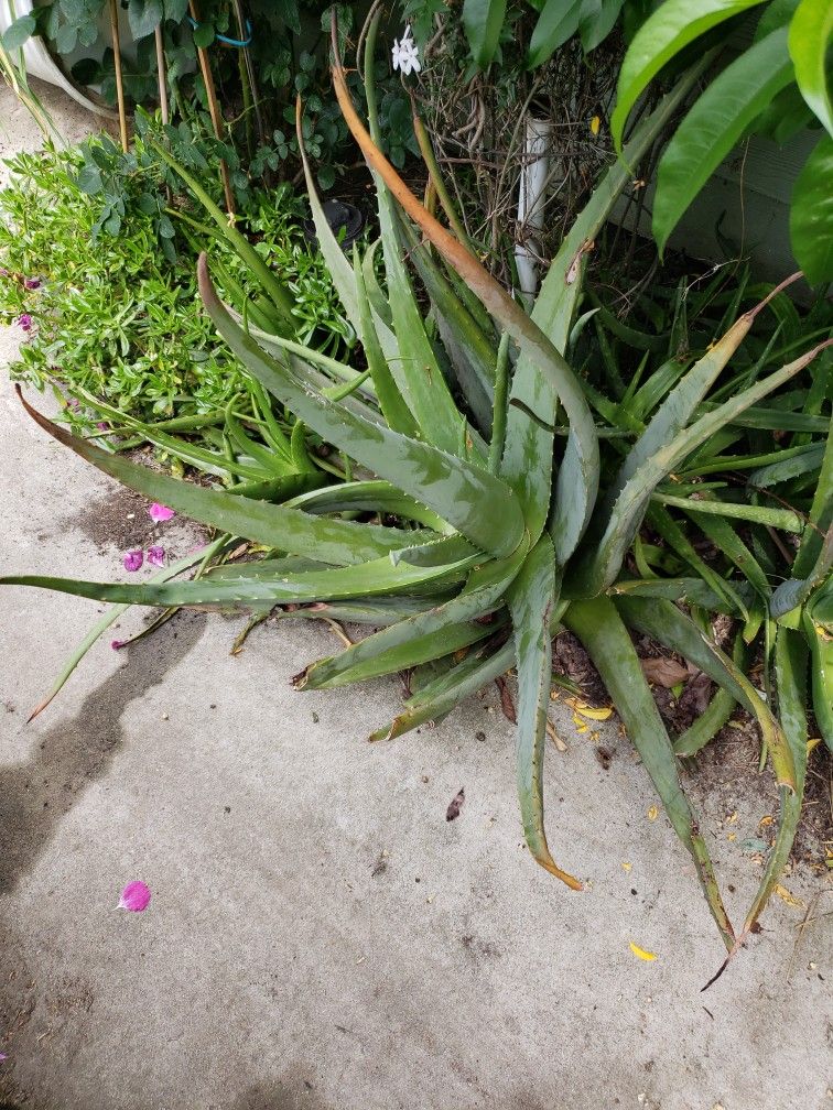 Giant Aloe Vera Plant Over 3 Feet