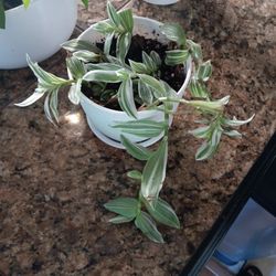 Green And White Tradescantia 