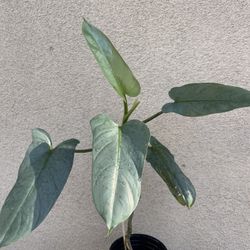 Philodendron Silver Sword Plant 