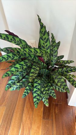 Snake plant