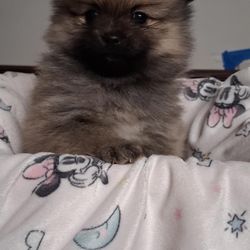 Pet Accessories /kits For New Families 