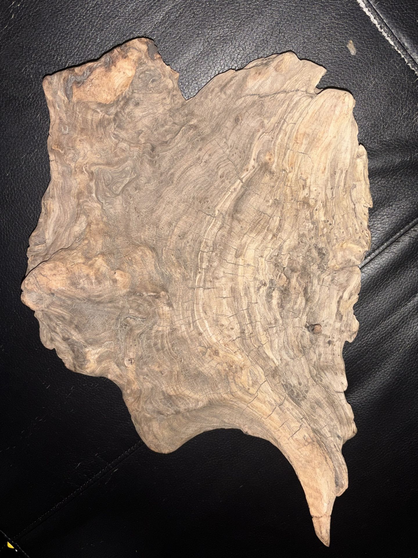 Petrified Wood From The Beach