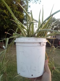 Small Spider Plant 🌿 Easy Care • Air Freshening • Pet Safe
Planta Cinta Pequeña 🌿 Fácil