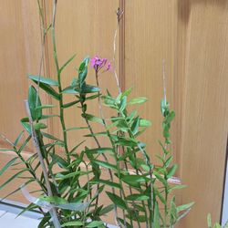 Light Violet Epidendrum Orchids 🪴 $15 each