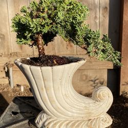 Bonsai Japanese Garden Juniper $50 Each