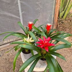 Bromeliad Plants 4" Pot $3 Each / 2 For $5