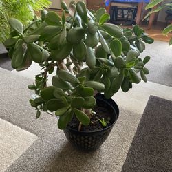 Jade Plant 