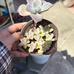 Succulent Plants 4” Pot 