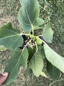 Fig tree fruiting
