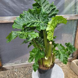 Alocasia  Plant 10" Pot 