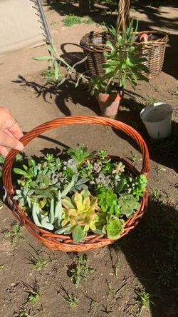 Succulent basket