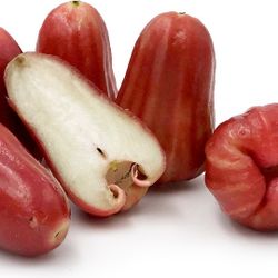 Thai Wax Apple Plant (airlayered)