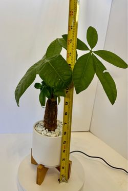 Money tree in 4 1/4” ceramic pot w/wood stand