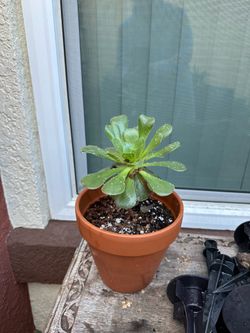 Succulent plant 🪴