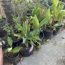 Plants Yardsale