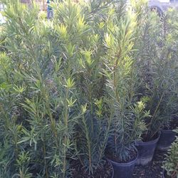Maki Podocarpus Hedges $26.00. Overgrow. 6-7'ft 