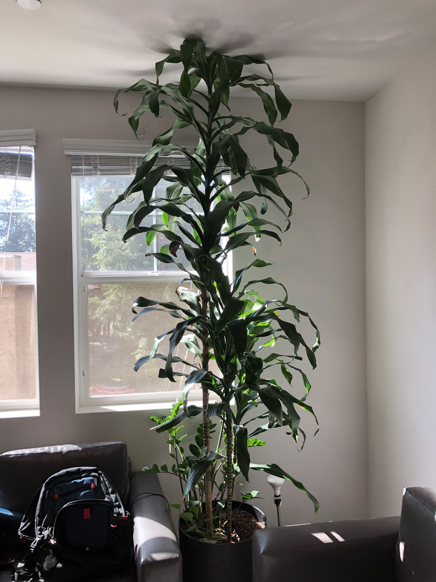 Beautiful Giant Dracaena Plant Including Other Foliage