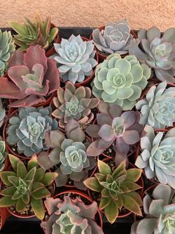 Variety of Succulents In 4” Pot 