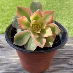 Kiwi Aeonium Succulent 🥝💕✨