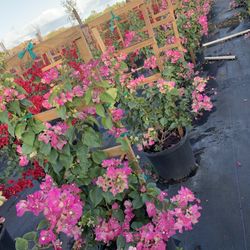 Bougainvillea Trellis Flower Pink