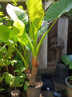 Planta oreja de elefante