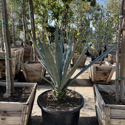 Tequila Agave 25gal