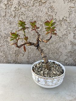 “Bonsai In Training” Crosby Compact Jade/Dwarf Jade